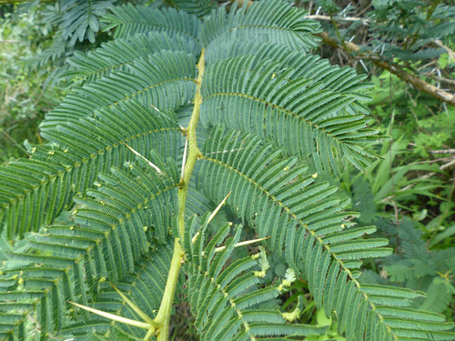 Vachellia rehmanniana