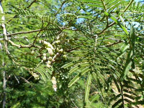 Acacia mearnsii