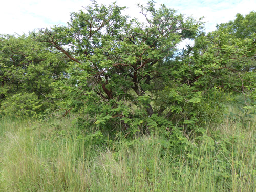 Vachellia rehmanniana