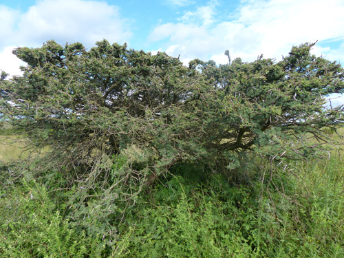 Vachellia tortilis