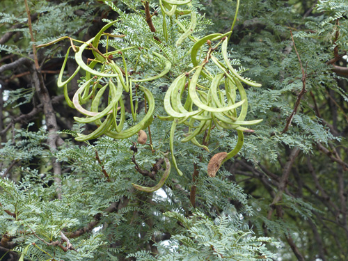 Vachellia grandicornuta