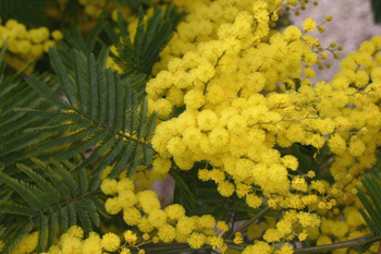  Mimosa Mirandole = Acacia dealbata x A. baileyana