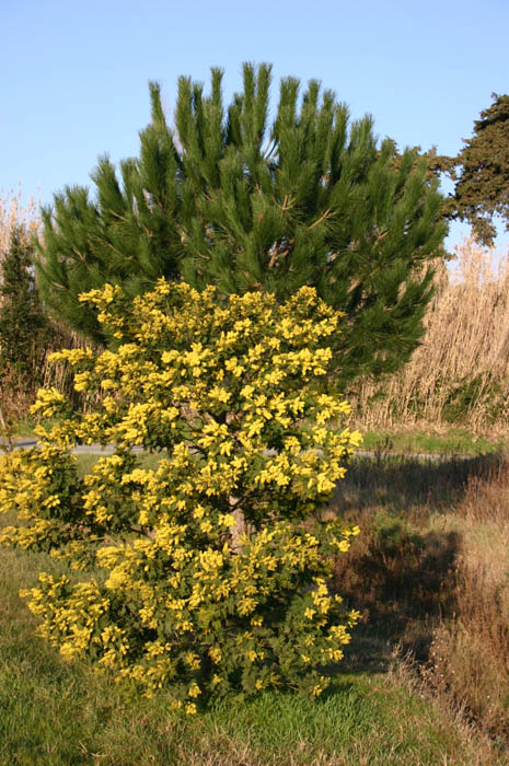 Acacia dealbata outside the Pepinieres Cavatore, Bormes-les-Mimosas, France, 9.2.05